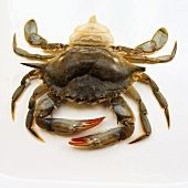 SOFT Shell Crab Jumbo - 1Kg