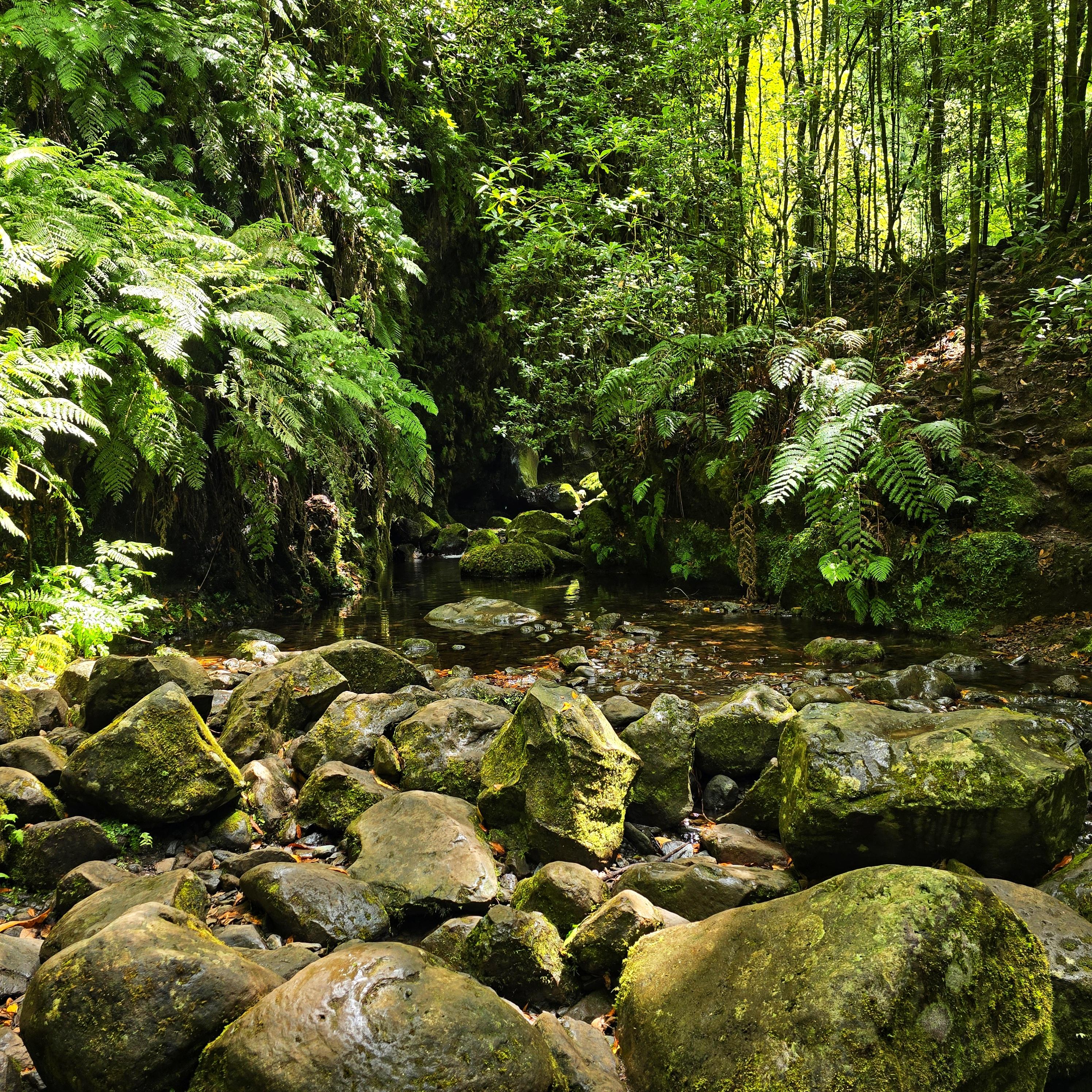 Levada do Rei and São Jorge Water Mill