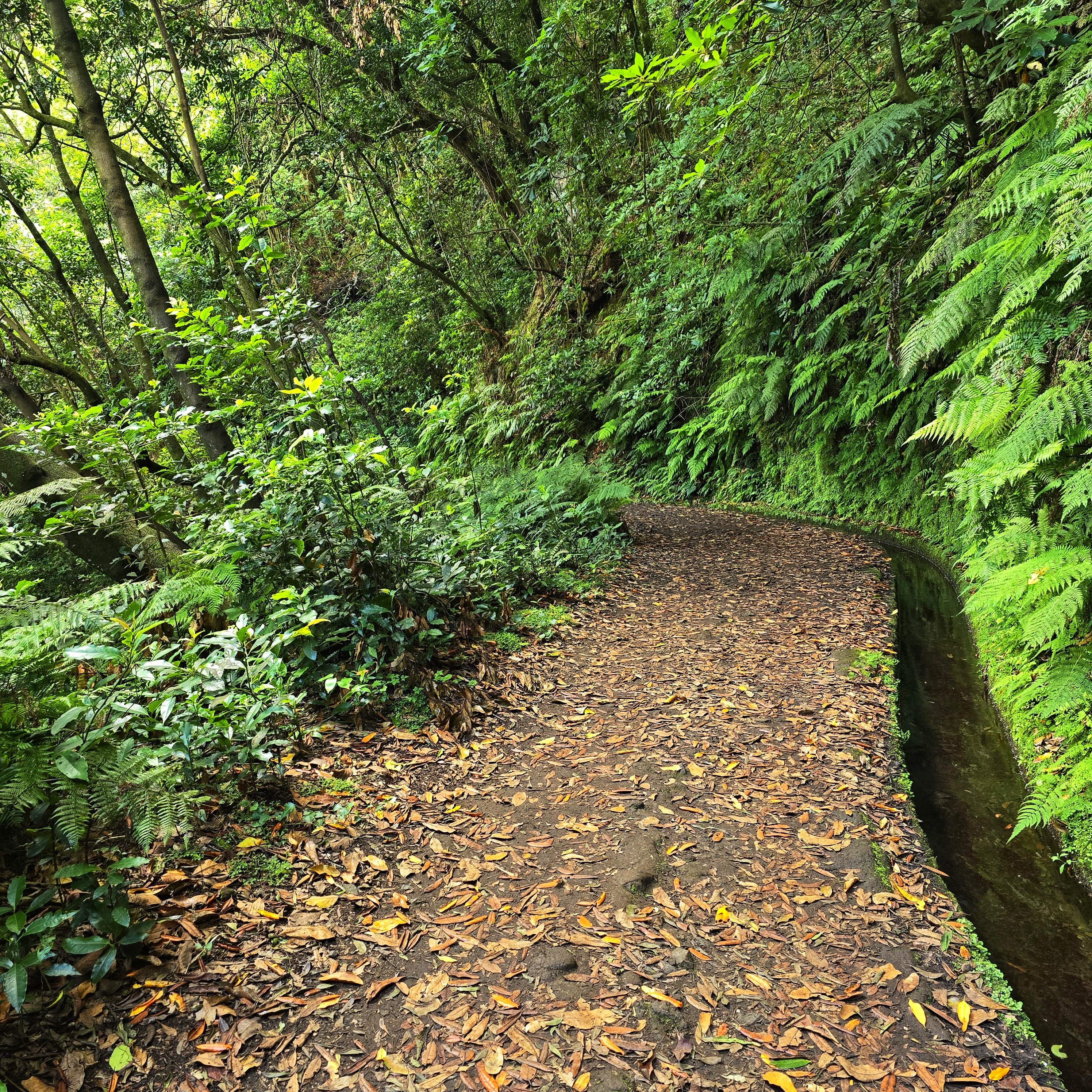 Levada do Rei and São Jorge Water Mill