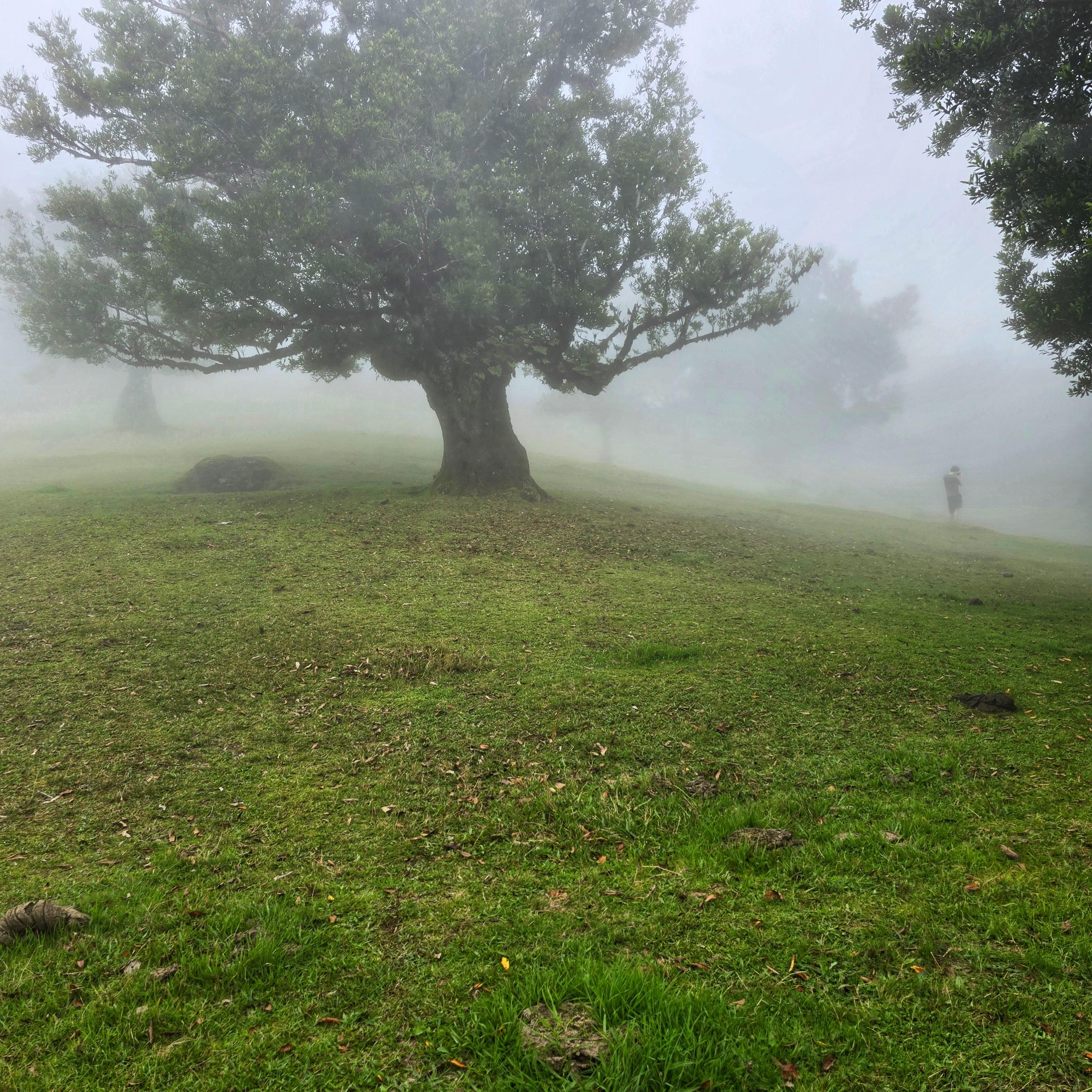 Sunrise at Pico do Arieiro with Levadas and Fanal Forest