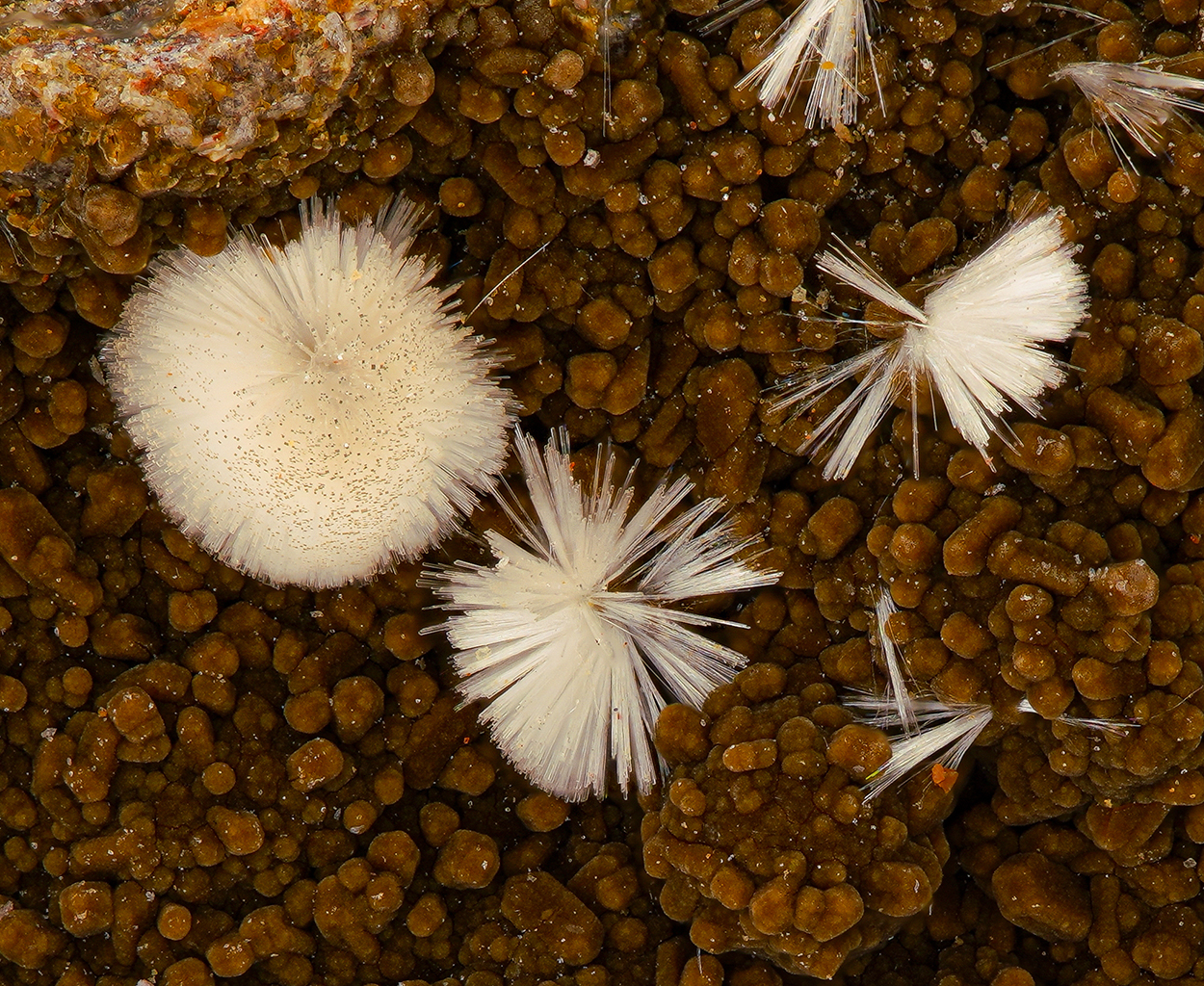 Ferrierite-Mg - Weitendorf